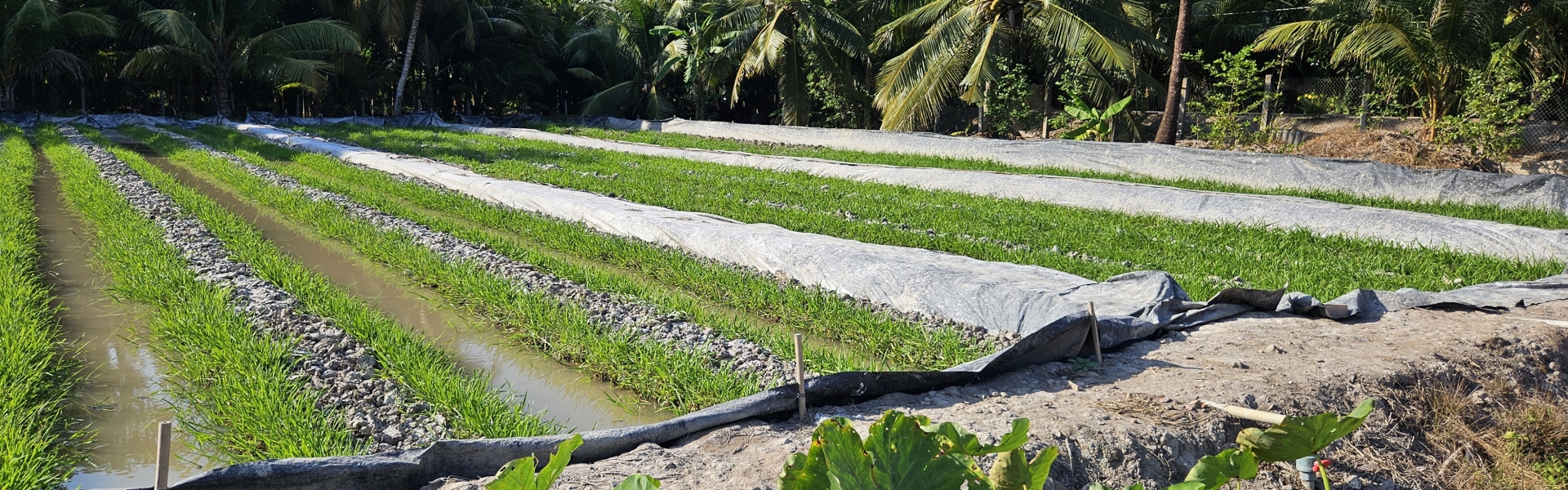 mô hình lươn đẻ