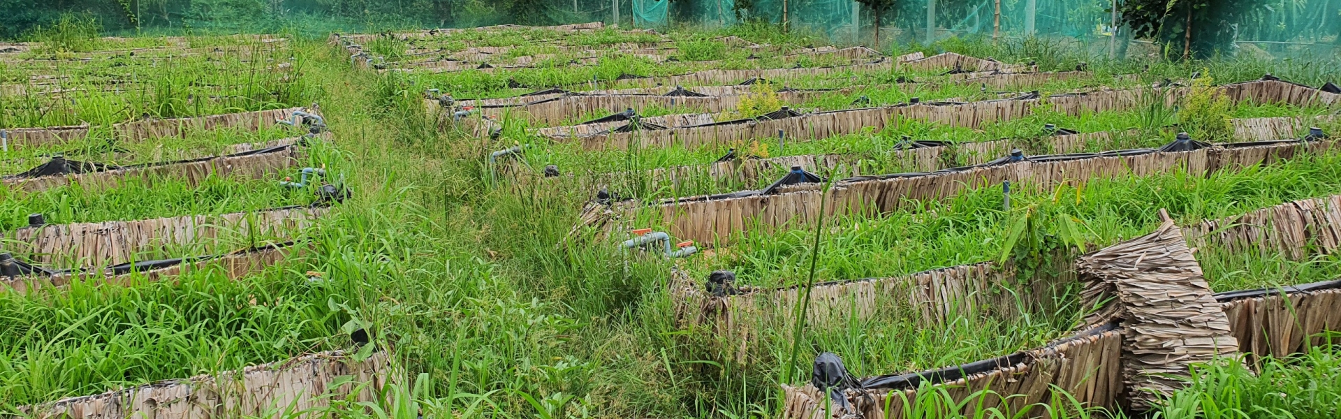 MÔ HÌNH NUÔI LƯƠN