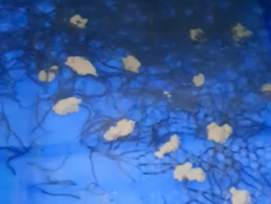 Cách cho lươn bột ăn | 0914.292.736