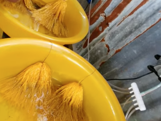 Xem lươn bột ăn mới bắt về được 15 ngày | 0914.292.736