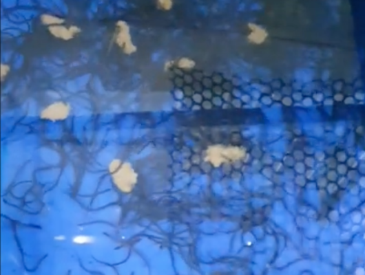 Cách trị lươn bị xuất huyết, nằm giá thể, quỳ gối | 0914.292.736