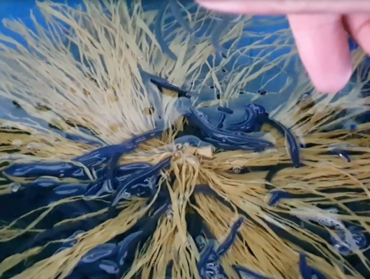 Thức ăn cho lươn mùa covid | 0914.292.736