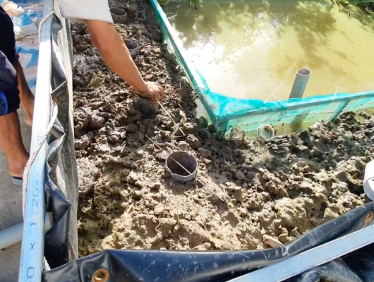 Mô hình nuôi lươn sinh sản cải tiến P1 | 0914.292.736