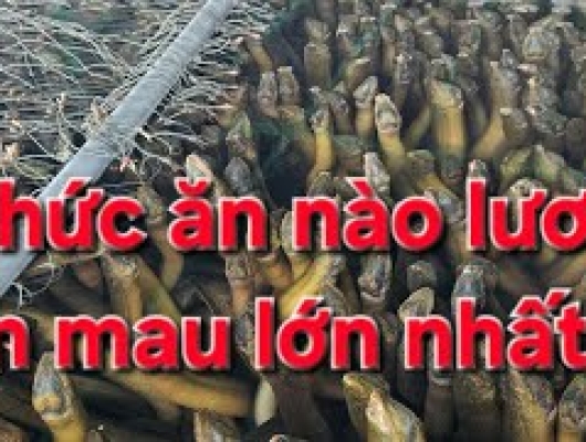 Thử nghiệm tốc độ lớn của từng loại thức ăn dành cho lươn thương phẩm (P1) | 0914.292.736 