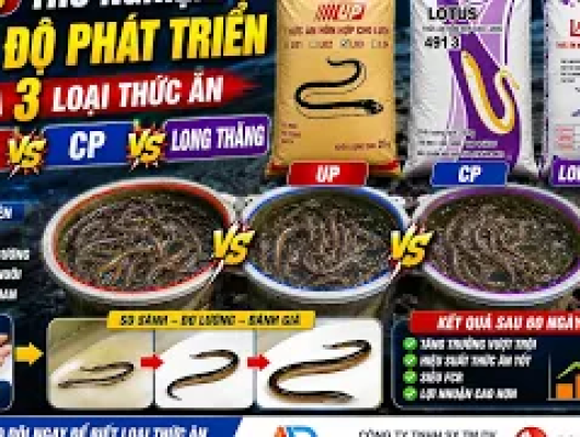 Thử nghiệm tốc độ lớn của từng loại thức ăn dành cho lươn thương phẩm (P3) | 0914.292.736