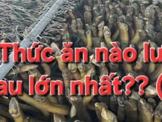Thử nghiệm tốc độ lớn của từng loại thức ăn dành cho lươn thương phẩm (P2) | 0914.292.736
