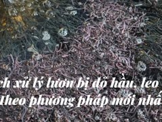 Cách xử lý lươn bị leo dây, đỏ hầu bằng phương pháp mới nhất | 0914.292.736 
